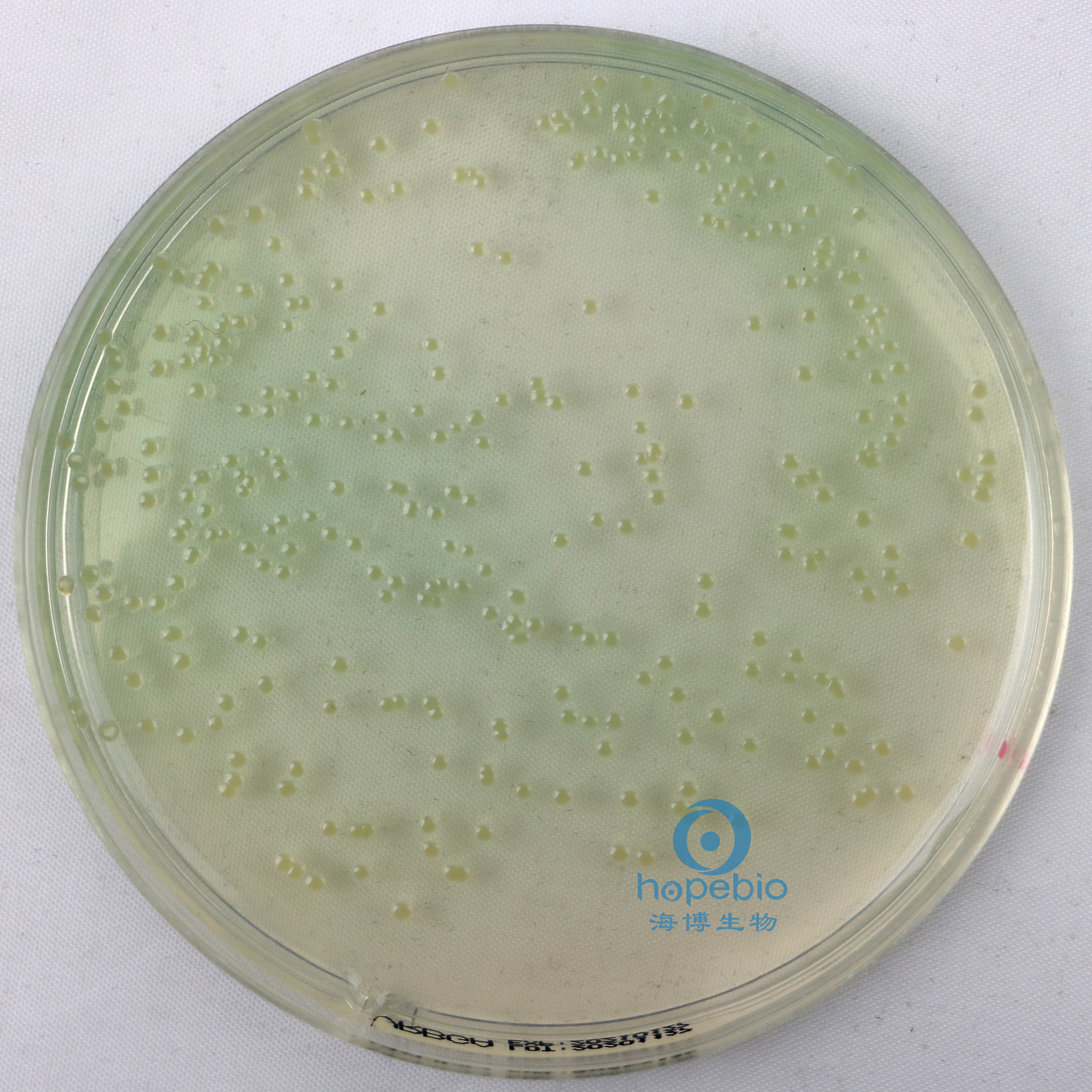 铜绿假单胞菌  有绿色色素