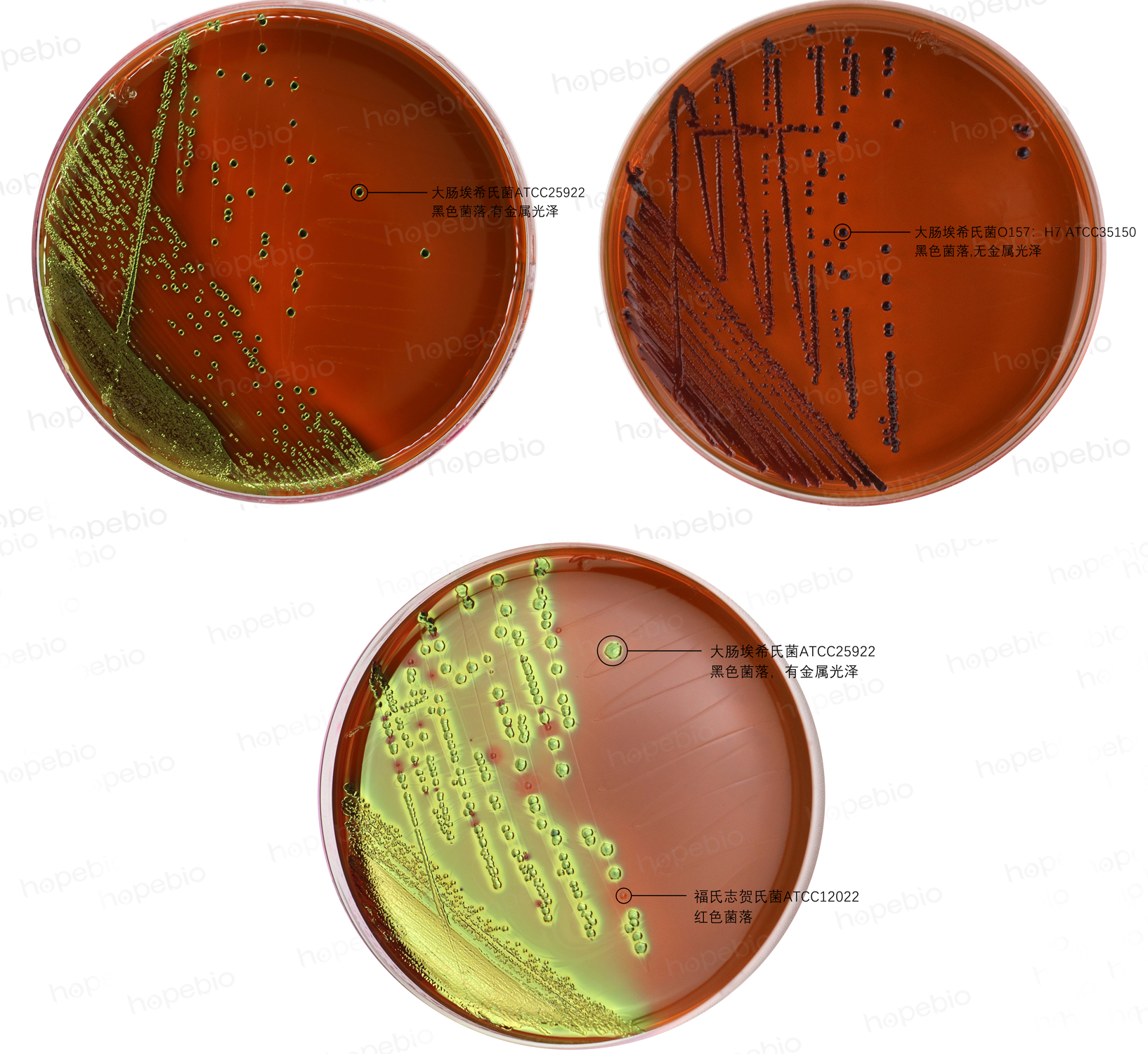 不同细菌在伊红美蓝琼脂上的生长特征