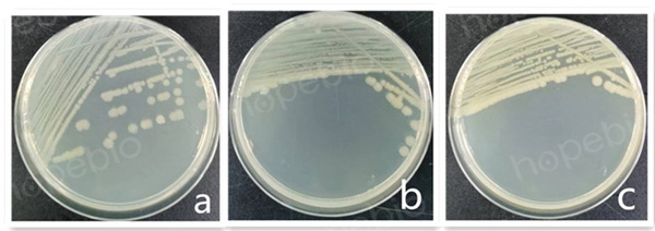 氯化钠营养琼脂微生物图片
